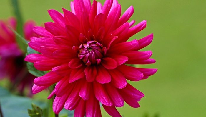 Dahlia Flower Meaning Symbolism And Colors