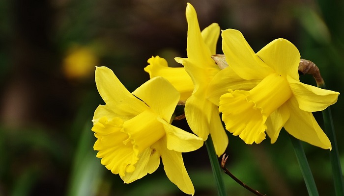Narcissus Flower Meaning Symbolism And Colors