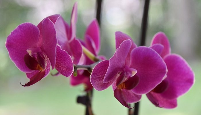 Orchid Flower Meaning Symbolism And Colors