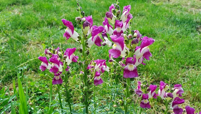 snapdragon-flower-meaning-symbolism-and-colors