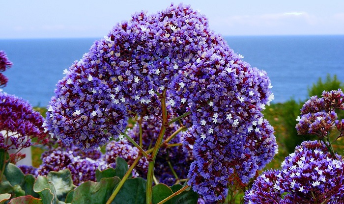 Statice Flower Meaning Symbolism And Colors