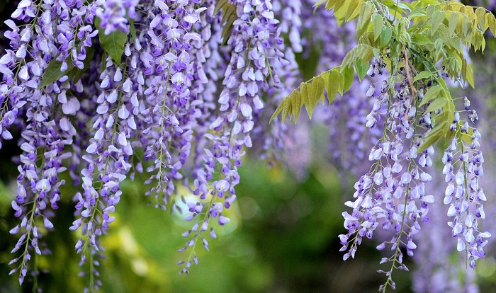 Wisteria Flower – Meaning, Symbolism and Colors | Flower Meanings