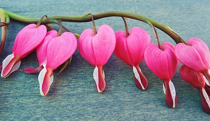 Bleeding Heart Flower Meaning, Symbolism and Colors