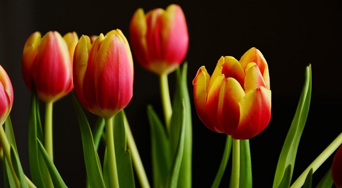 purple flowers meaning