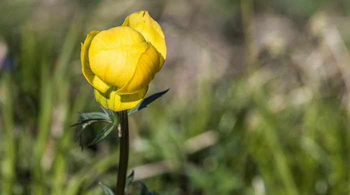 buttercup flower diagram