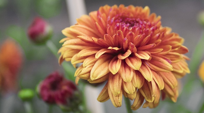 Chrysanthemum Flower Meaning Symbolism And Colors