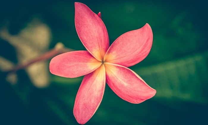 Frangipani Flower Meaning Symbolism And Colors