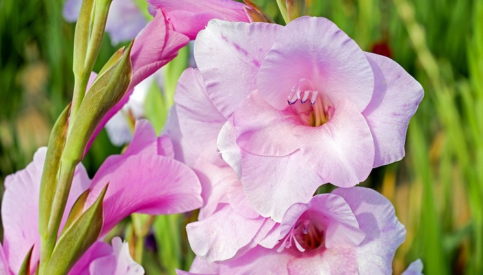 Gladiolus Flower Meaning Symbolism And Colors