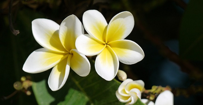 Plumeria Flower Meaning Symbolism And Colors