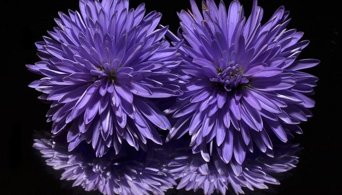 Aster Flower Meaning Symbolism And Colors