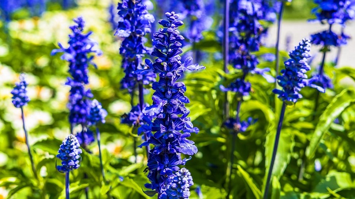 Larkspur Flower Meaning Symbolism And Colors