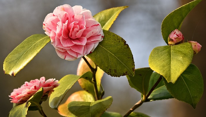 Azalea Flower Meaning Symbolism And Colors