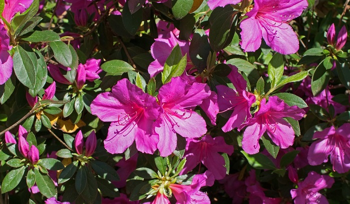 Azalea Flower Meaning, Symbolism and Colors