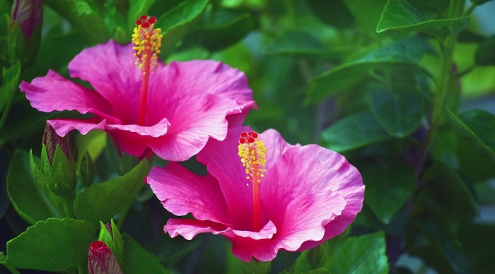 hibiscus-flower-meaning-symbolism-spiritual-significance-foliage