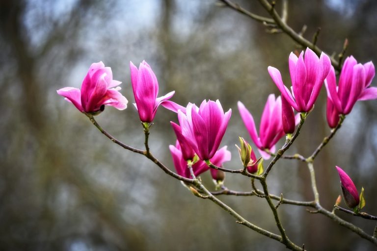 Magnolia Flower – Meaning, Symbolism and Colors