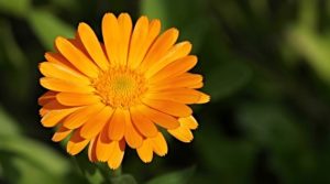 Marigold Flower – Meaning, Symbolism and Colors