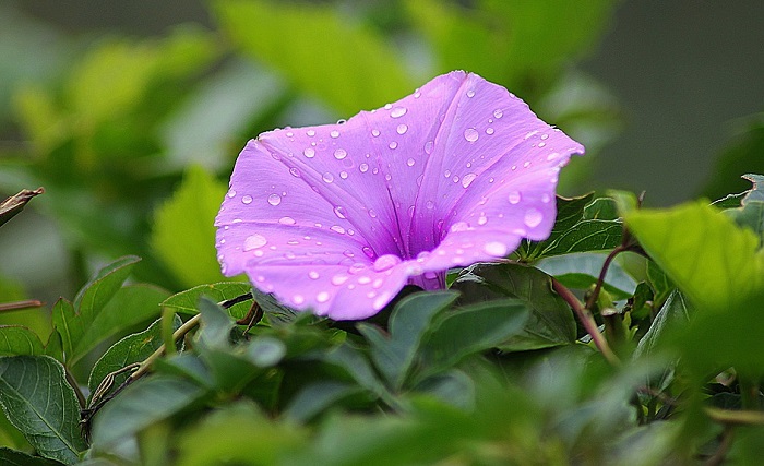 Morning Glory Flower Meaning Symbolism And Colors
