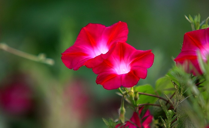 morning-glory-flower-meaning-symbolism-and-colors