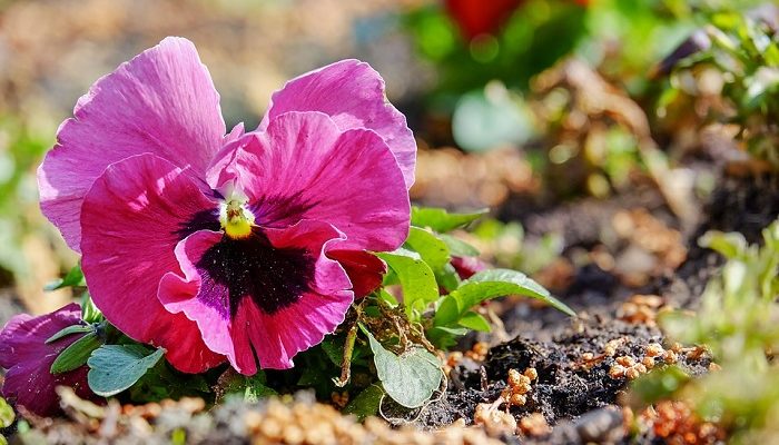 Pansy Flower – Meaning, Symbolism and Colors