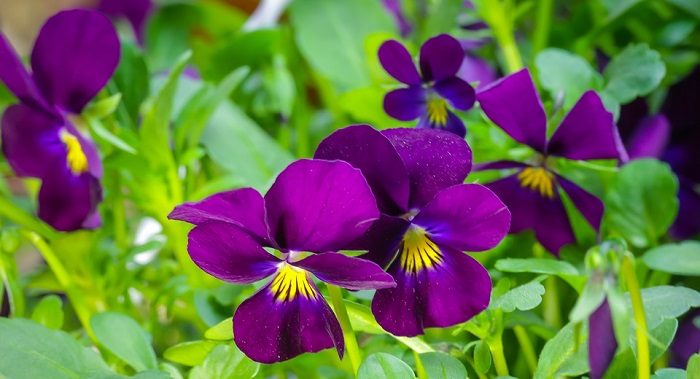 Pansy Flower Meaning Symbolism And Colors