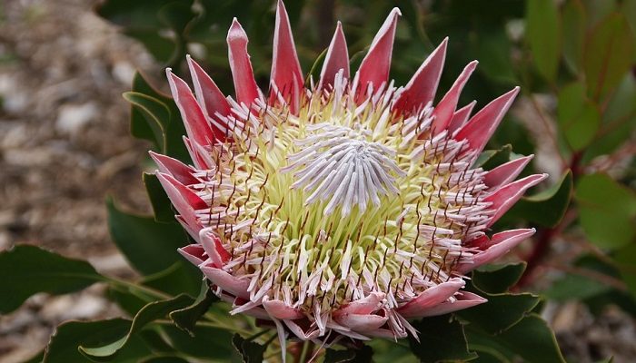 Winter Flowers Protea-Flower-Meaning-Symbolism-and-Colors-700x400