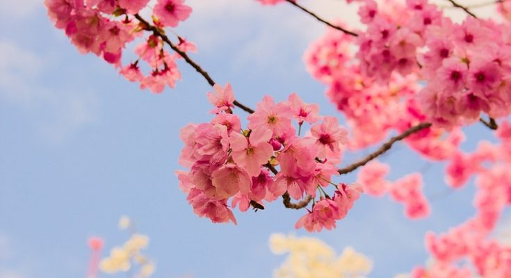 Sakura Flower – Meaning, Symbolism and Colors