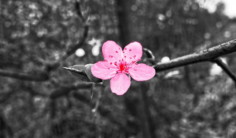 sakura-flower-meaning-symbolism-and-colors