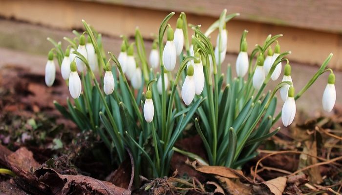 Snowdrop Flower Meaning Symbolism And Colors