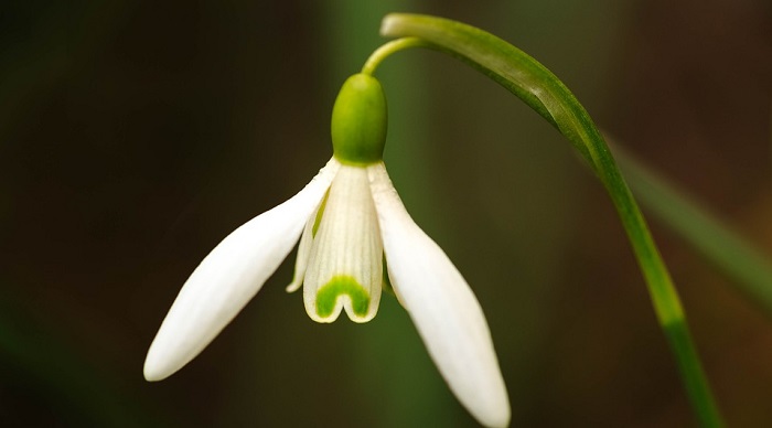 Snowdrop Flower Meaning Symbolism And Colors