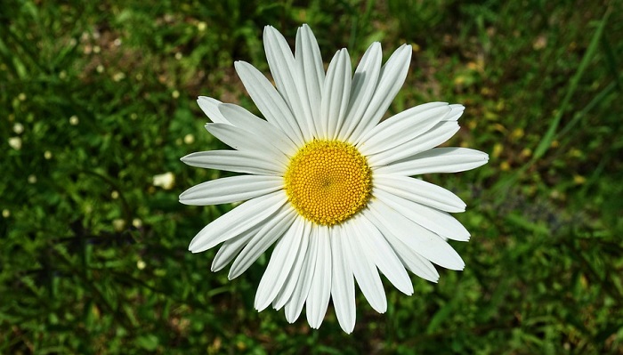 Daisy Flower - Meaning, Symbolism and Colors