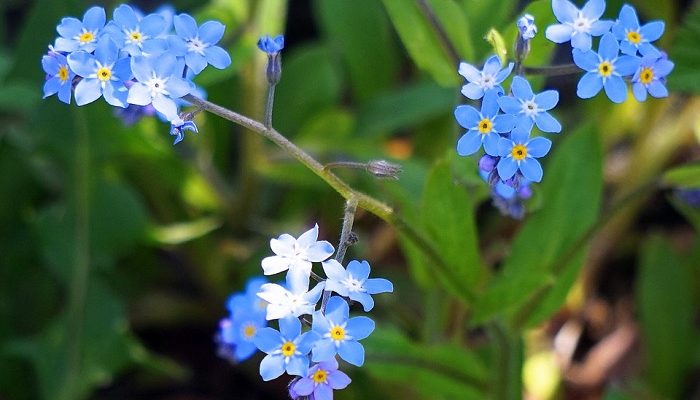 Forget Me Not Flower Meaning Symbolism And Colors