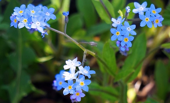 Forget Me Not Flower Meaning Symbolism And Colors