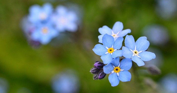 Forget Me Not Flower - Meaning, Symbolism and Colors