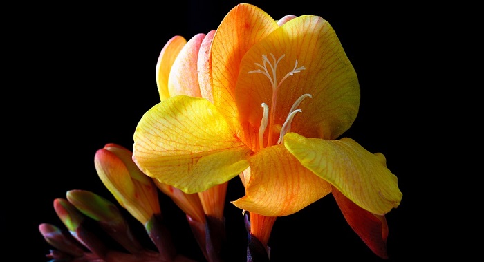 Freesia Flower Meaning Symbolism And Colors 