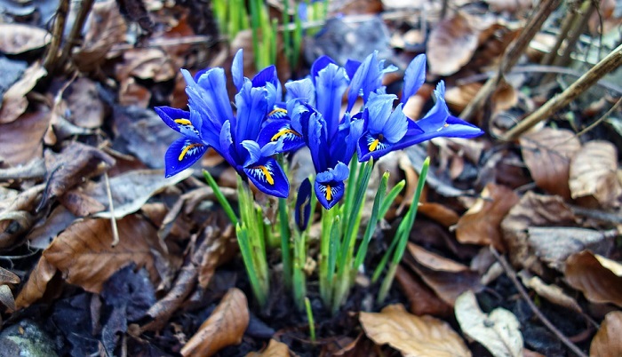 iris-flower-meaning-symbolism-and-colors