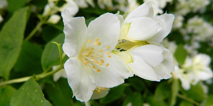 Jasmine Flower Meaning Symbolism And Colors