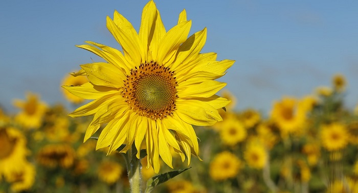 Sunflower Meaning Symbolism And Colors