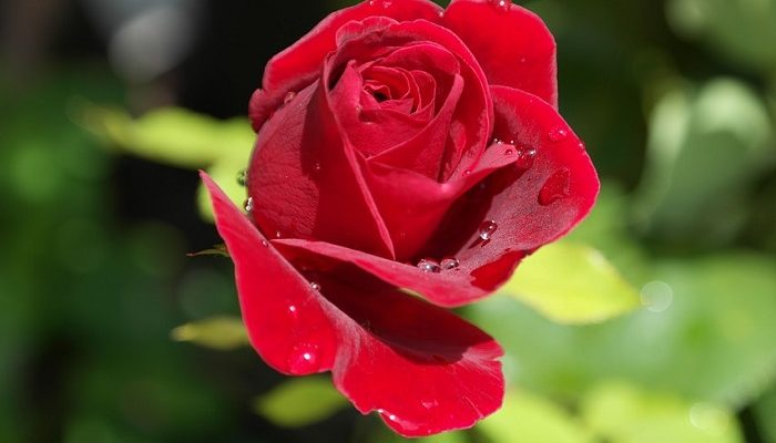 Single Red Rose Meaning And Symbolism