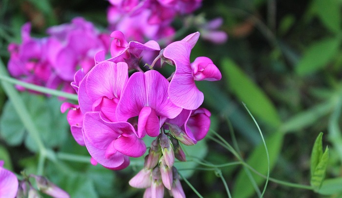 sweet-pea-flower-meaning-symbolism-and-colors