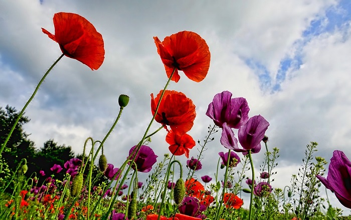 Poppy Flower Meaning Symbolism And Colors
