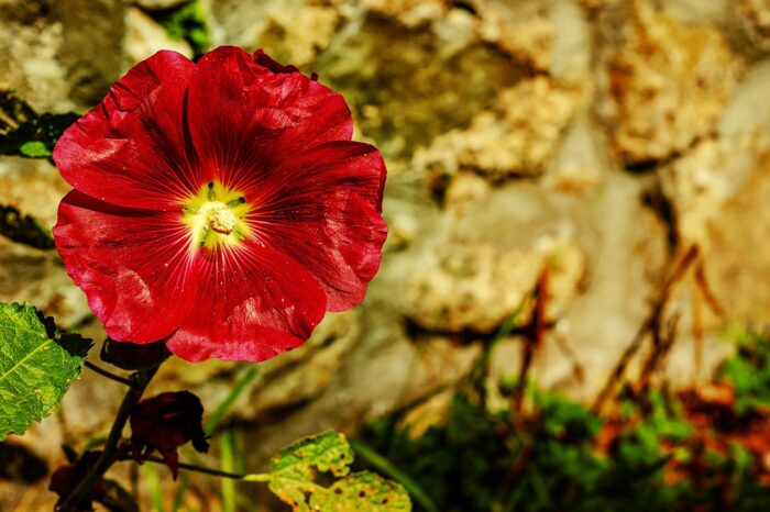 Hollyhock Flower – Meaning and Symbolism