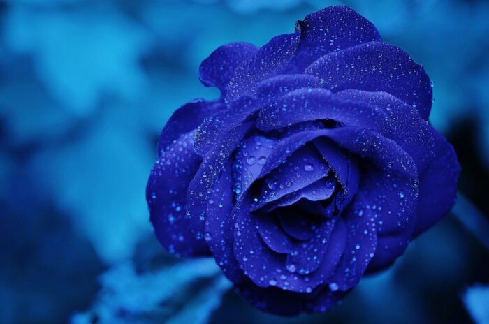 Blue Rose – Meaning and Symbolism