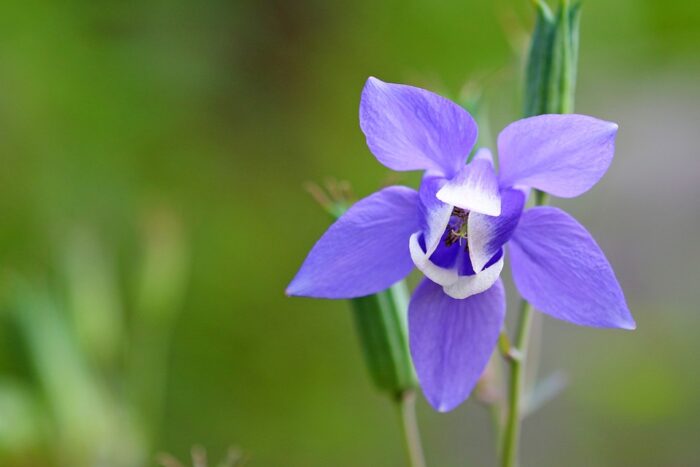 Columbine Flower – Meaning, Symbolism and Colors