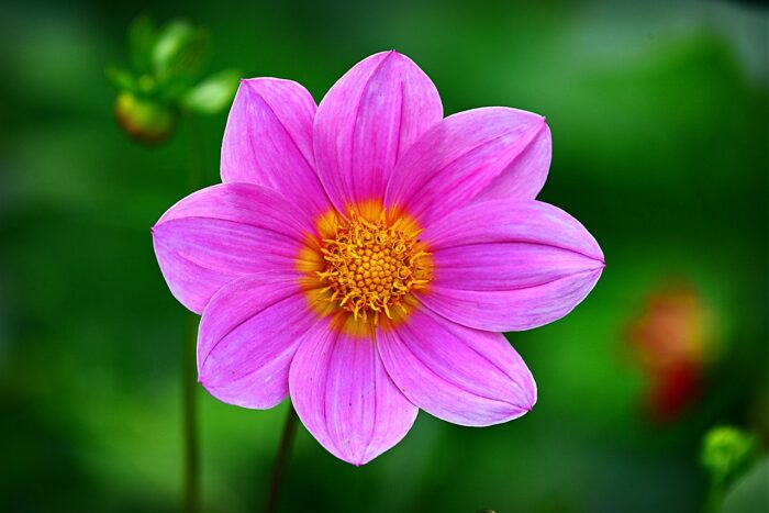 Cosmos Flower – Meaning and Symbolism