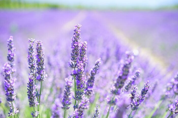 Lavender Flower – Meaning, Symbolism and Colors