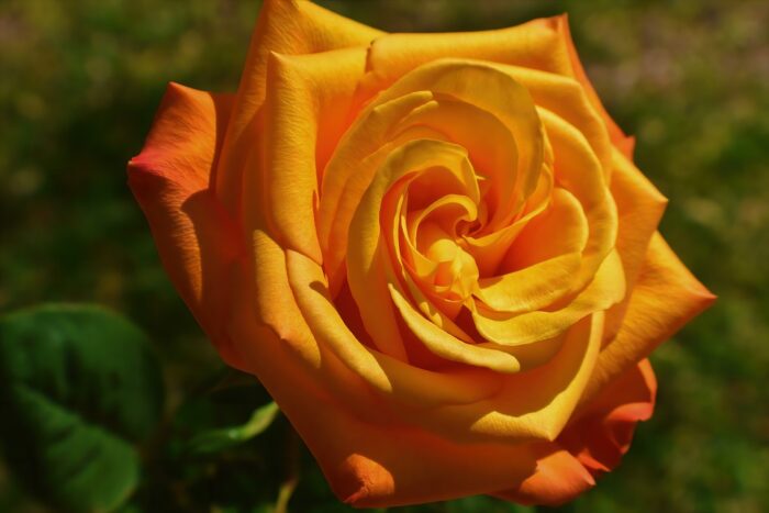 Orange Roses – Meaning and Symbolism