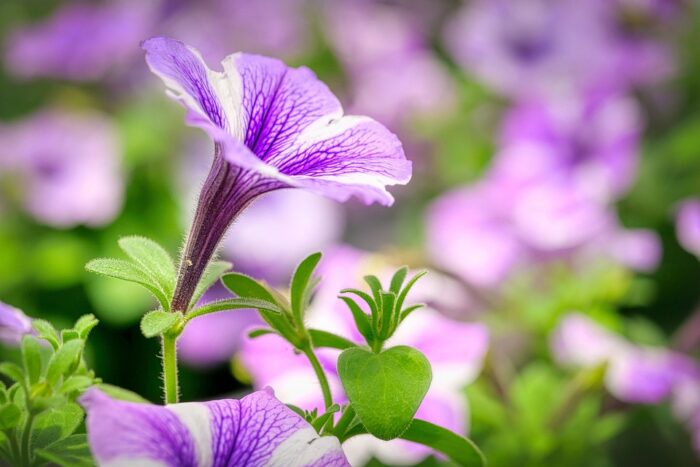 Petunia Flower Meaning: Symbolism, Colors, and Significance