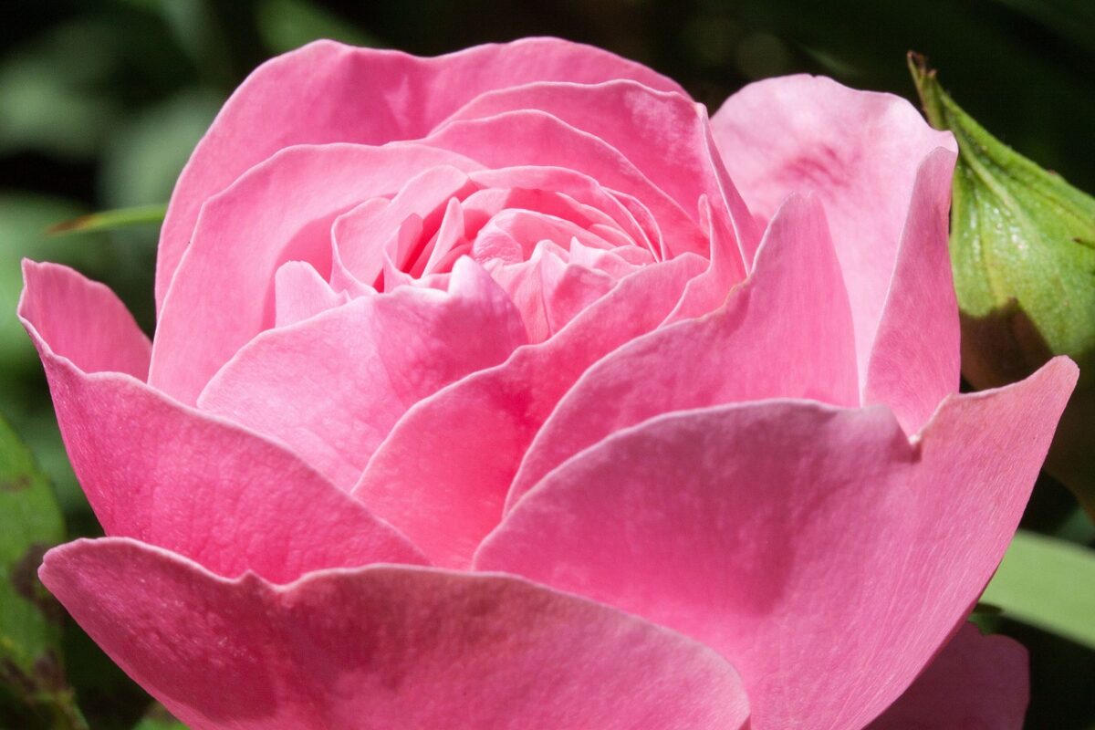 Pink Roses - Meaning and Symbolism | Flower Meanings