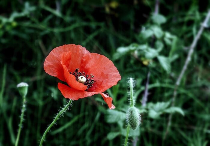 Poppy Flower Meaning: Symbolism, Colors, and Significance