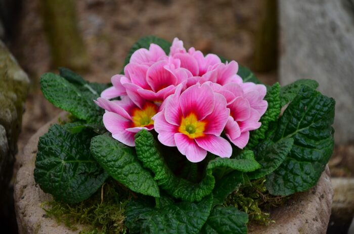 Primrose Flower – Meaning, Symbolism and Colors